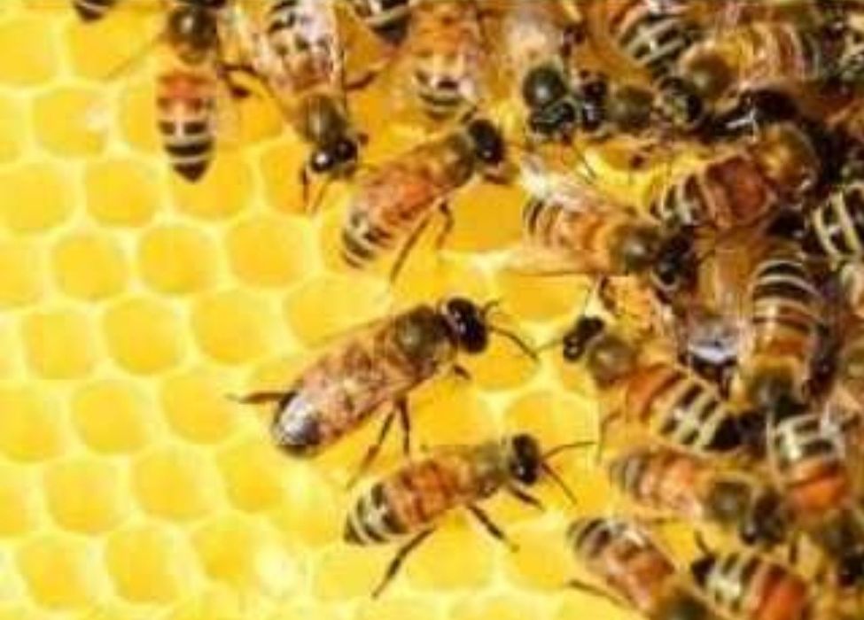 Пасіка, бджоли, пакети, вулики, рамки.