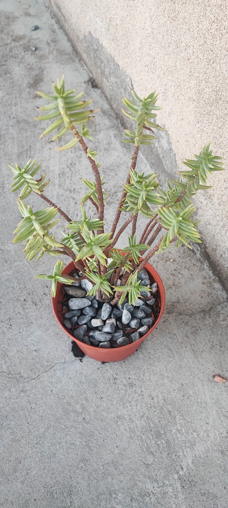 Planta suculenta cato