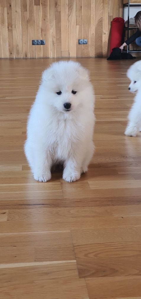 Samoyed ZKwP FCI