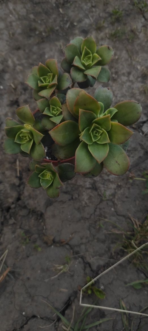 Сукулент єоніум ківі, succulents