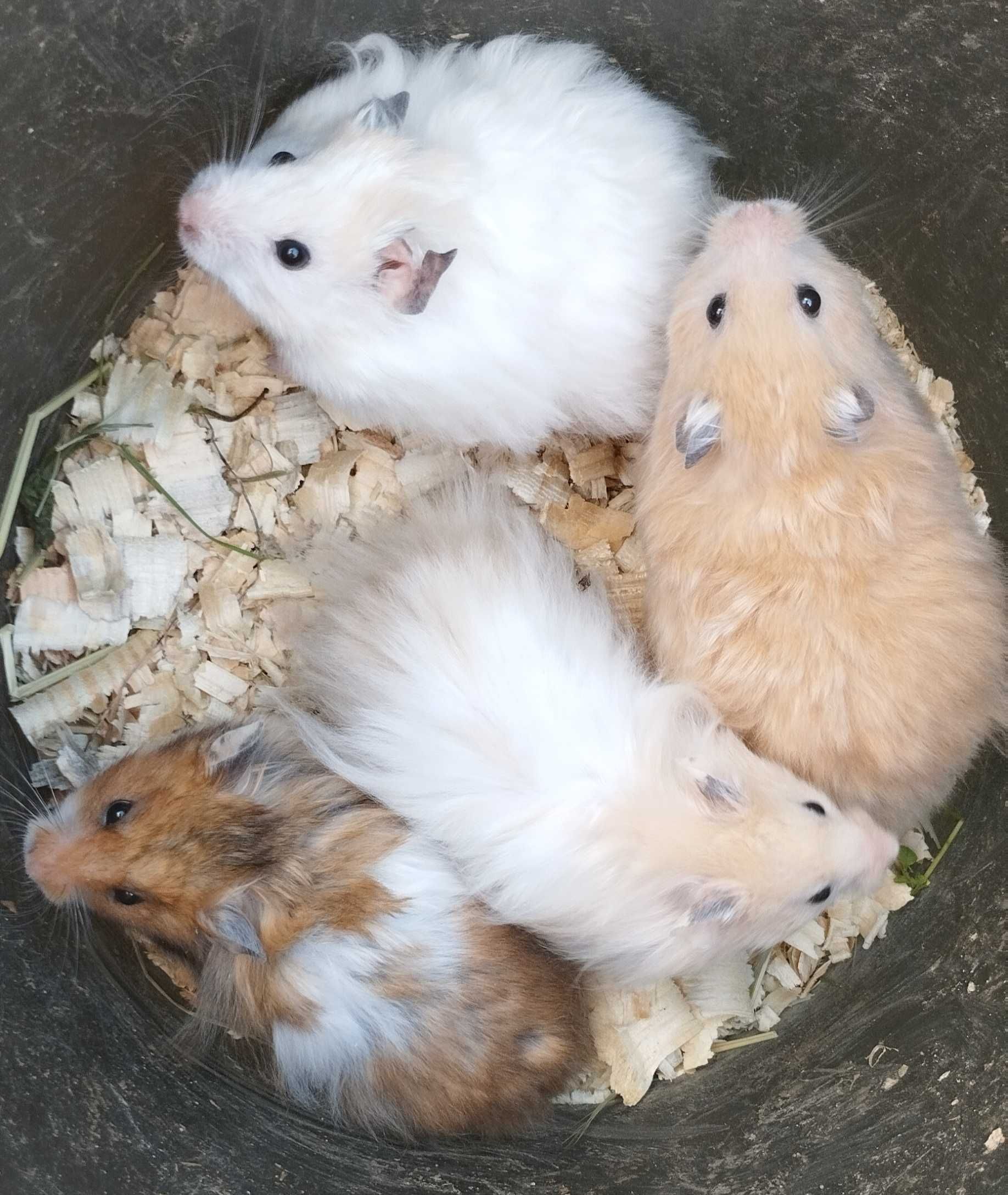 Королевские хомячки. Хом'яки