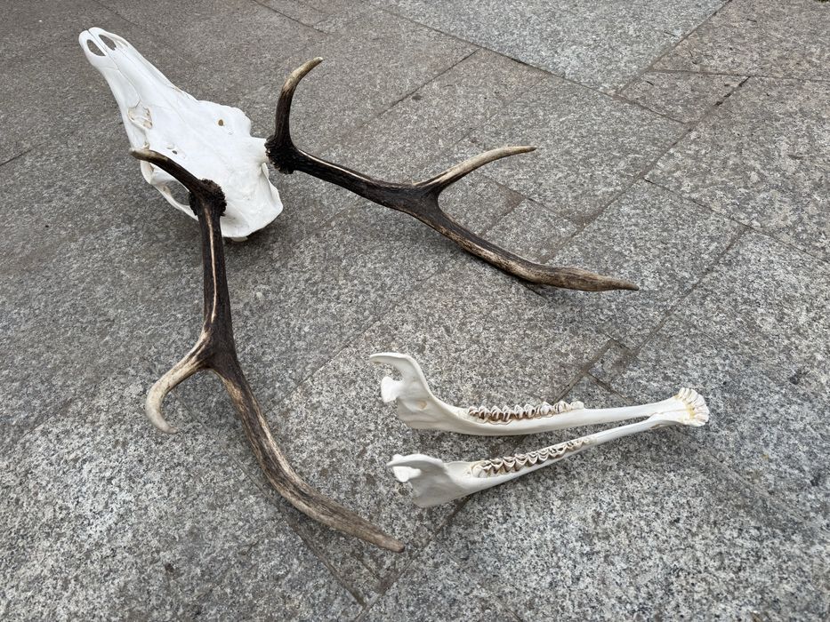 Poroże wieniec jelenia z żuchwą selekt