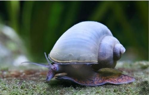 Pozbędę się 4 ślimaków ampularia