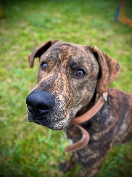 Hunter wielki pies o charakterze szczeniaka szuka domu