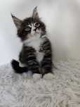 Maine Coon/ piękny kocurek / FPL