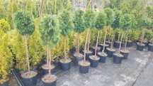 Kulka na pniu tuja thuja smaragd szmaragd formowana