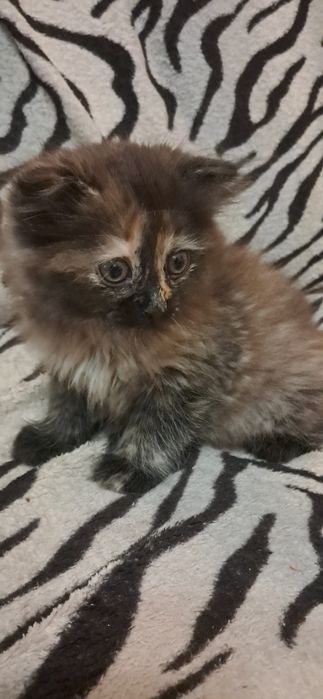 Кошенятко безкоштовно