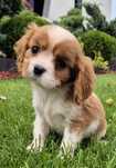 Cavalier king charles spaniel Samczyk