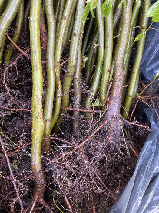 Живопліт живая изгородь граб бук