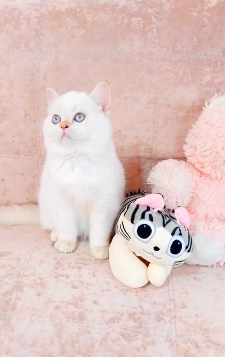 Чарівна голубоока дівчинка шотландочка