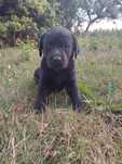 Suczka Labrador Czarna