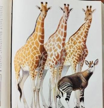 | Жизнь животных в 6 томах | 7 книгах | Просвещение | 1968г |