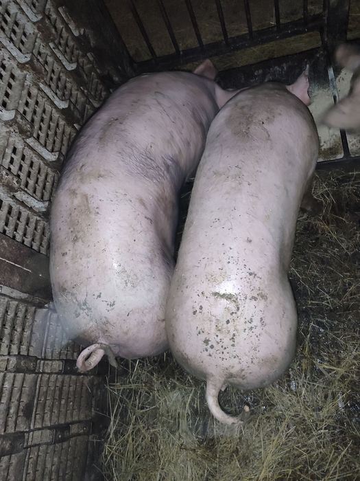 Продаж малих поросят