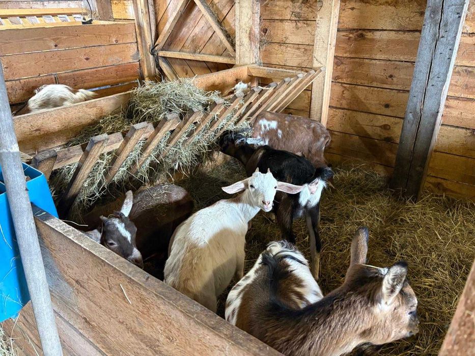 kozy kózki koziołki