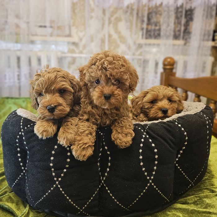 Невероятно красивие малиши мальтипу с доставкою по стране