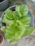 Duża roślina ogrodowa Bergenia
