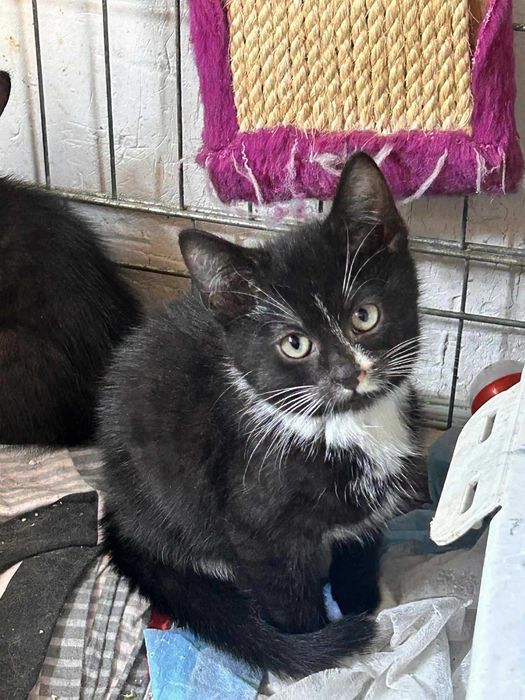 Kotek do adopcji.