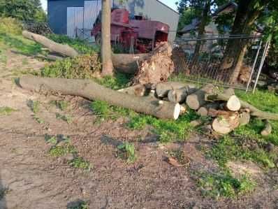 Drzewo na sprzedaż