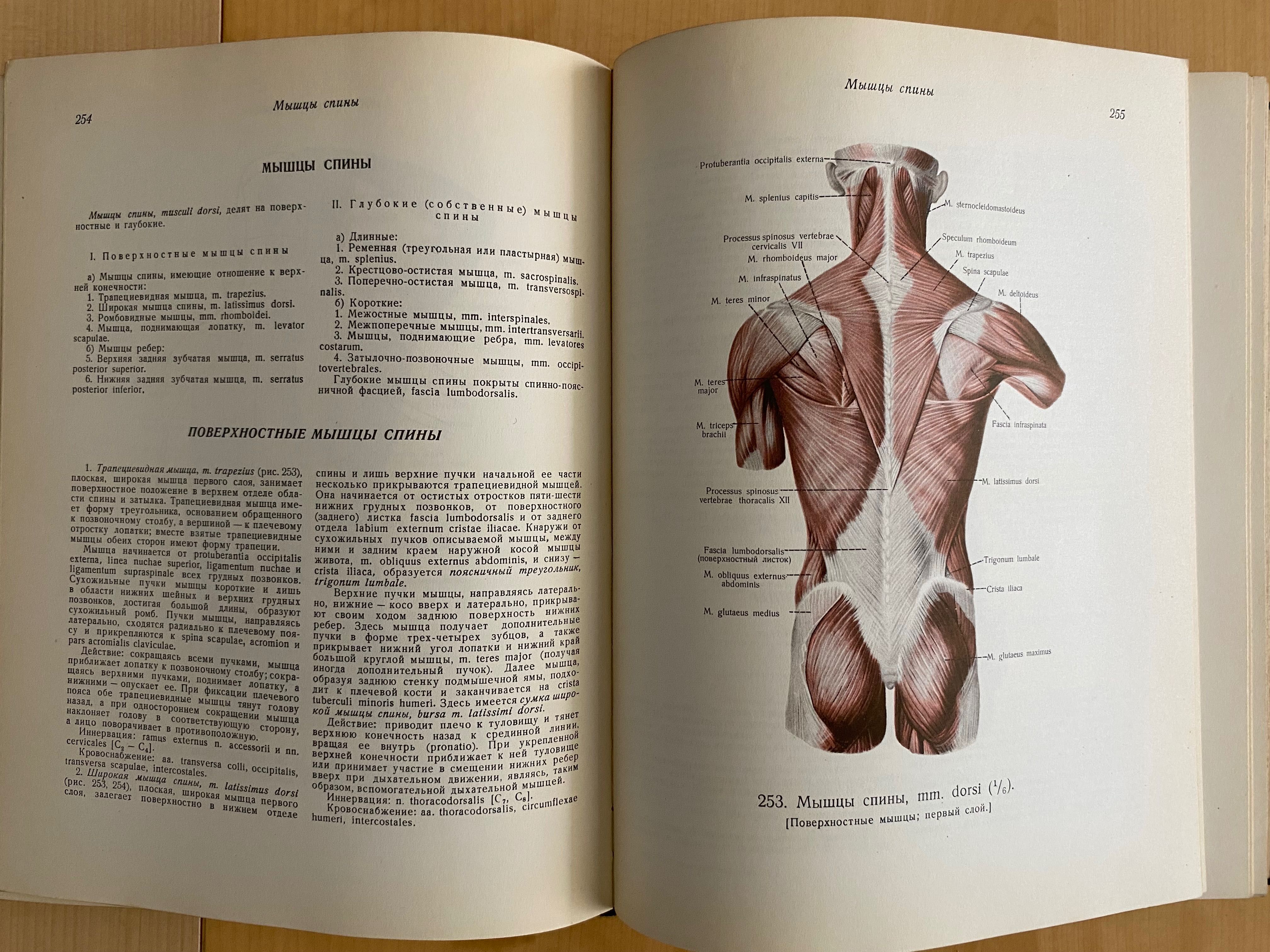 Atlas anatomii człowieka Sinielnikow Tom 1