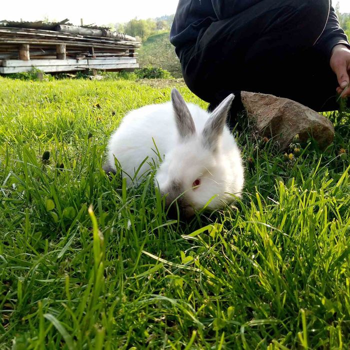 Кроликі каліфорнія