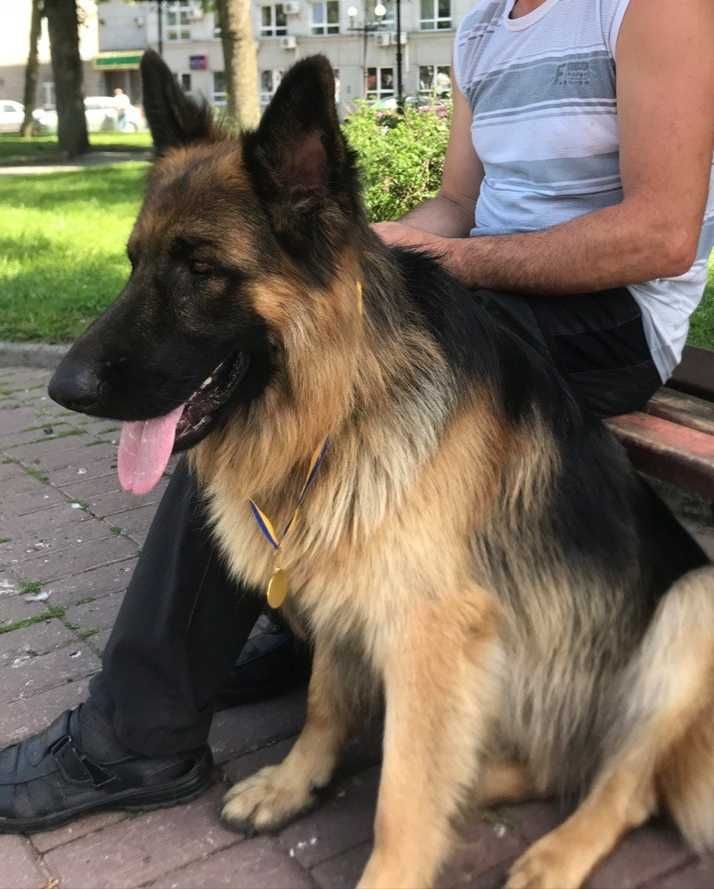 В'язка німецька вівчарка