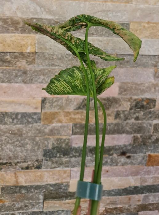 Syngonium Pink Rolli ,3 liście,WYPRZEDAŻ