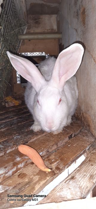 Продам кроликів,є дуже гарні мами,вигодовують до 12шт малят.є також дв