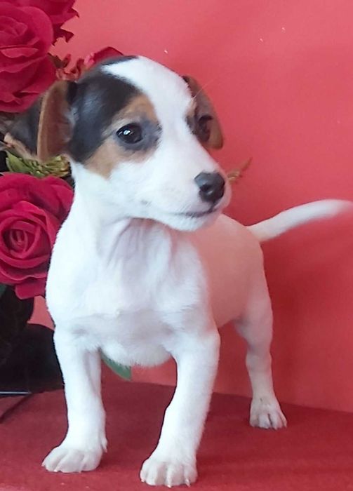 Jack Russel Terrier chłopak nr. 2