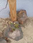 Jardim pedras decorativas ,estacas