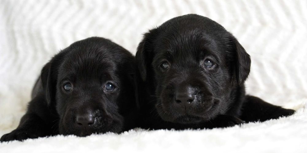 Cudowny szczeniak Labrador Retriever FCI