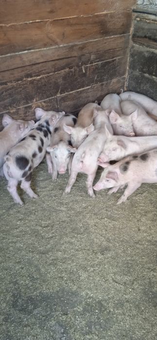 Поросята техпородний гібрід петрен + макстер + ландрас