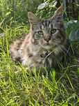 Śliczna kotka Maine coon  / rodowód FPL / na kolanka