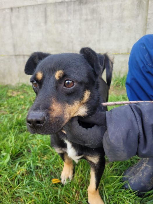 Młody Gucio szuka domku!