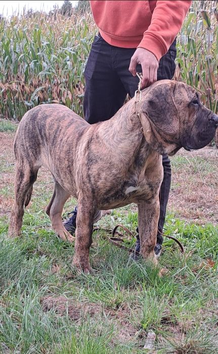 Szczeniak Presa Canario ZKwP/FCI