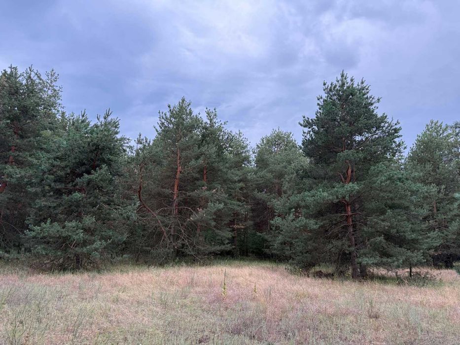 Продам дві ділянки у лісі з виходом до р.Орель, Царичанський район.