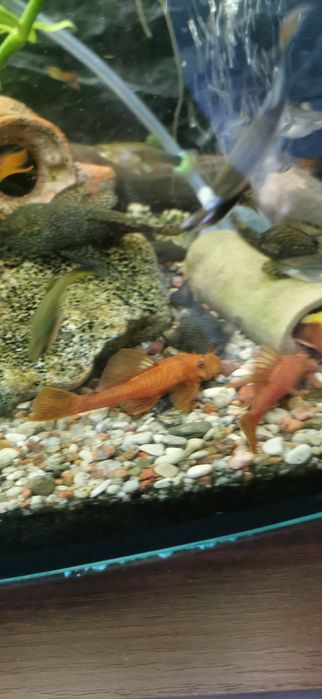 Glonojady czerwone. Ancistrus Red