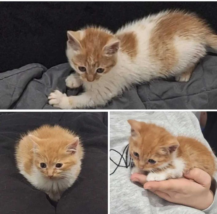 Oddam kotki w dobre ręce