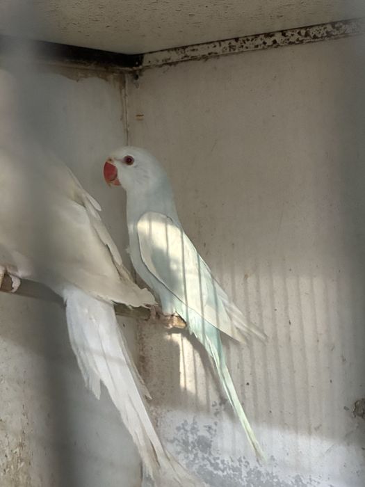 Ring Necks reprodutores e aves de 2025