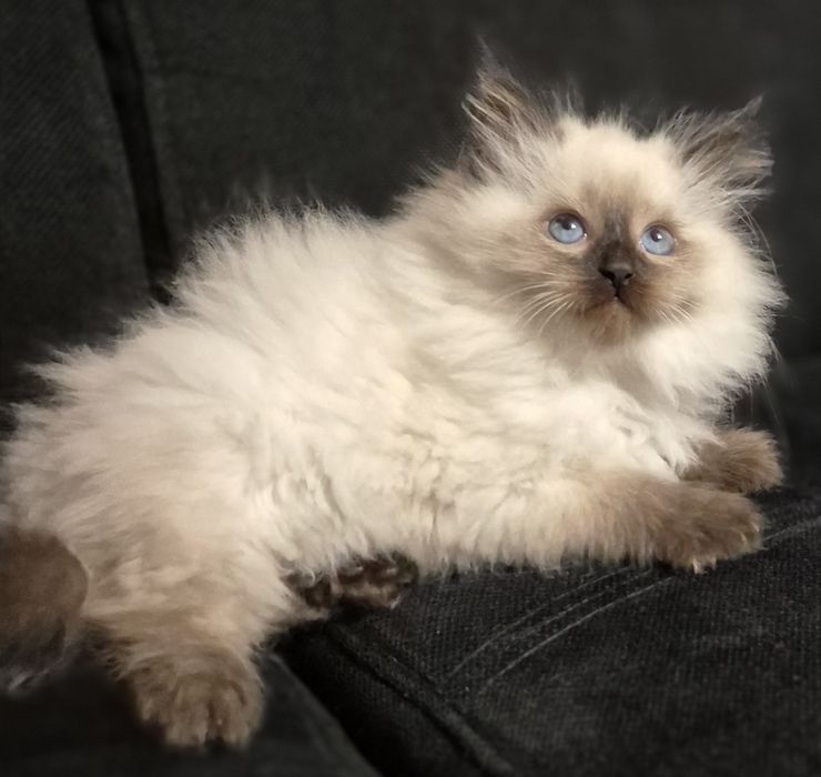 Kocurk Neva Masquarade