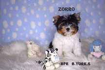 Biewer Yorkshire Terrier - chłopiec Zorro