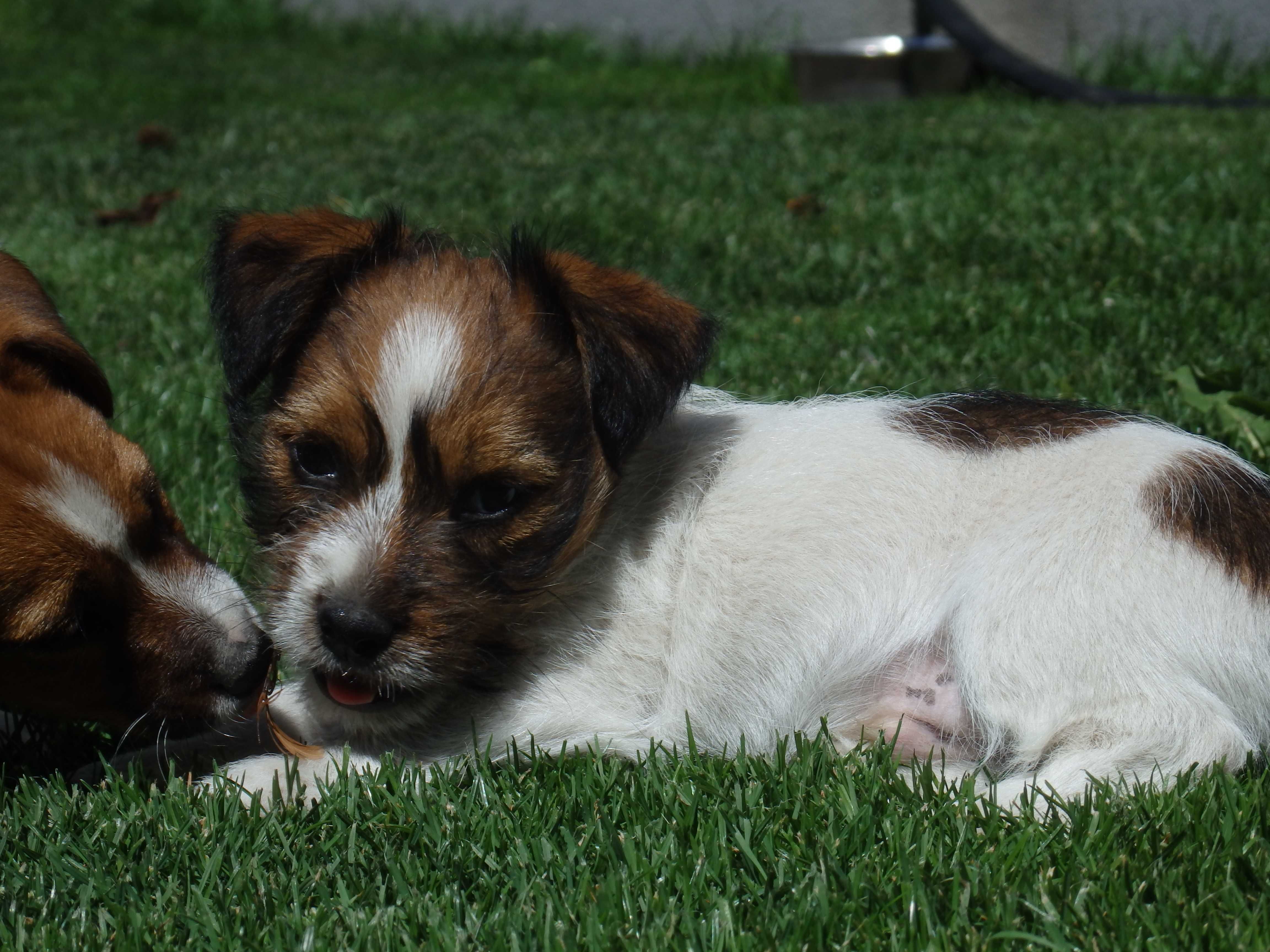 Jack Russell Terrier # MATRIX Smartie Jacks # pure wire-haired JACK