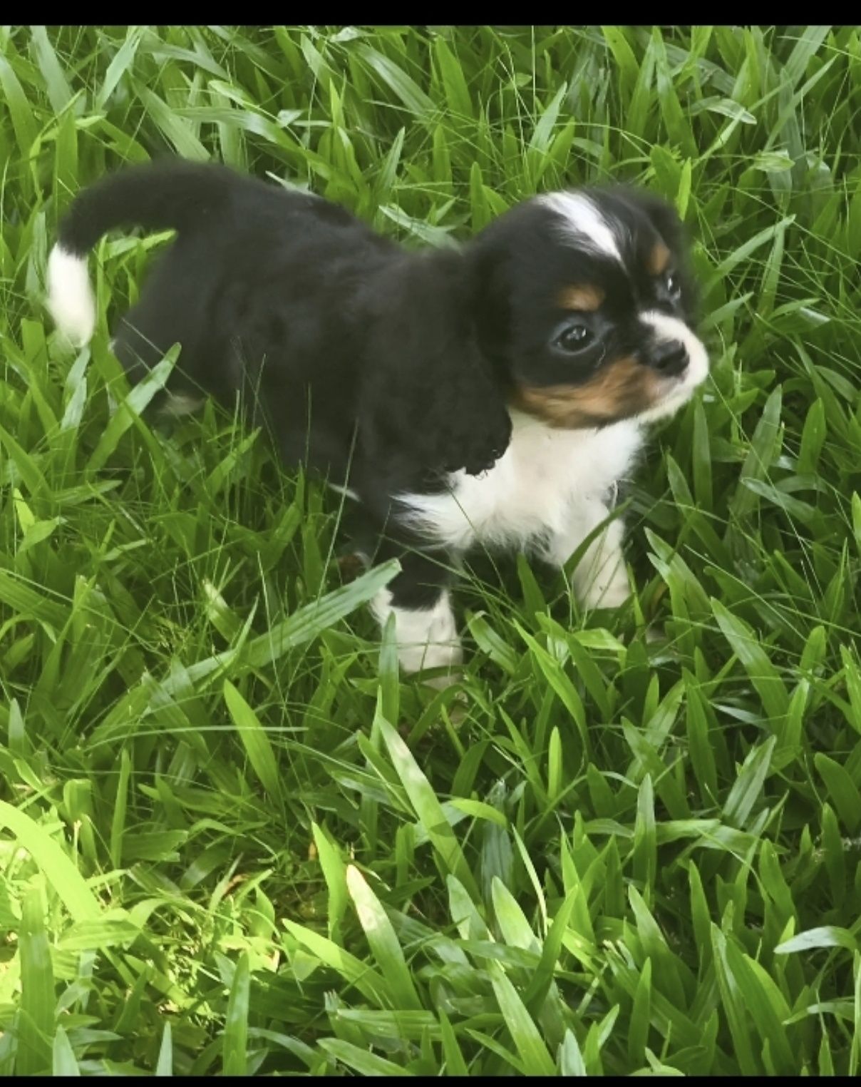 Cavalier King Charles macho disponível