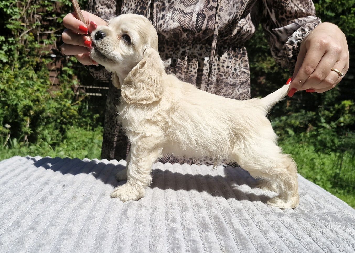 Cocker spaniel Amerykański FCI