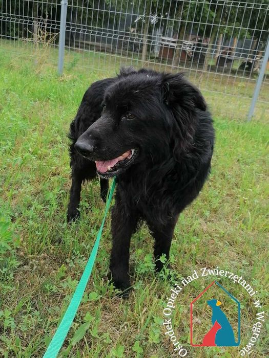 Piesek Doll suzka domu