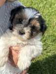 York Terrier Biewer