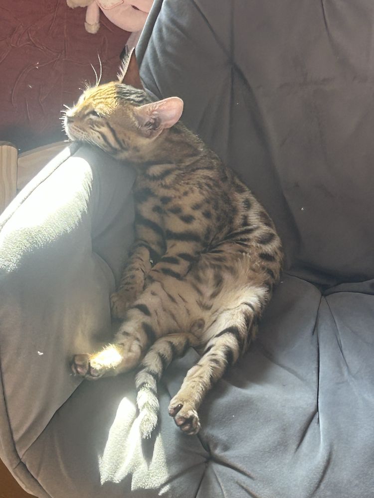 Бенгальский котик