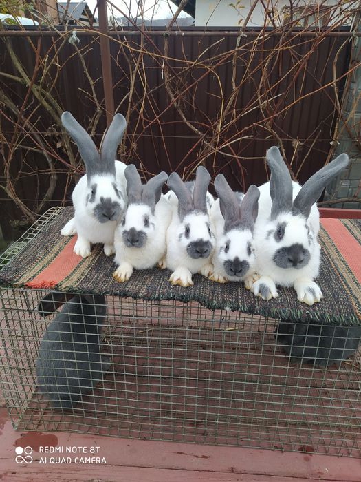 Кролики породи НСВ