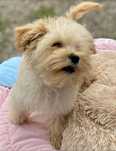 Maltipoo Maltidoodle pudel x maltanczyk cudowny piesiek na sprzedaż