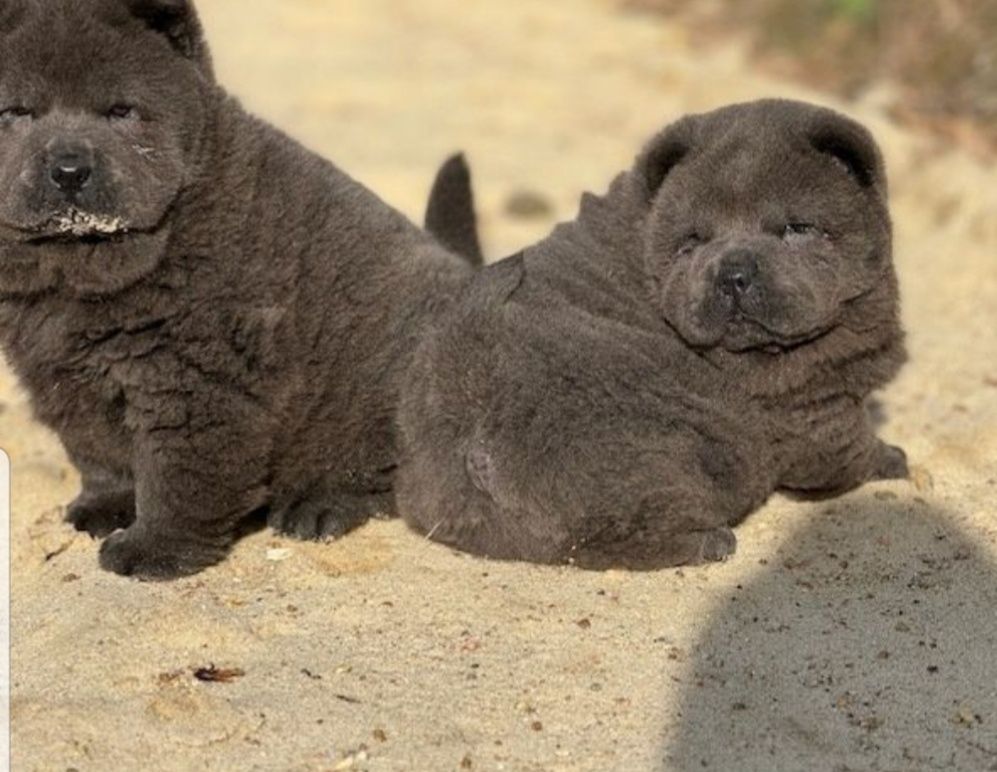 Chow chow blue ekstra klasa szczeniak z rodowodem