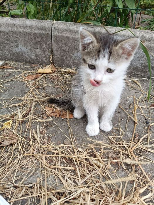 Кошенята, віддамо в добрі руки